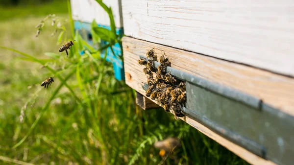 Kaptárban méhek repülnek a leszállópályára egy zöld kertben. — Stock Fotó