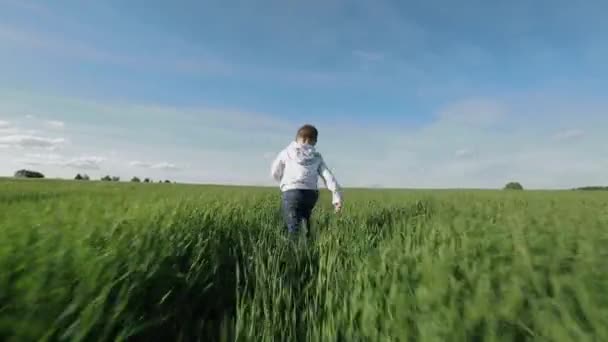 Niño en el prado — Vídeo de stock