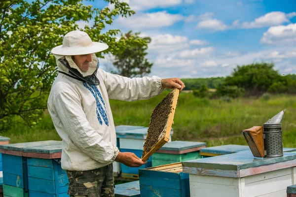 L'apicoltore sta lavorando con api e alveari sull'apiario. — Foto Stock