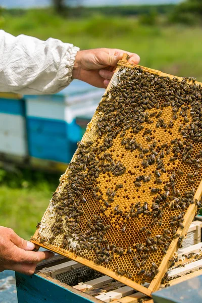 Пчеловод на работе. Пчелы на сотах. Рамки пчелиного улья — стоковое фото