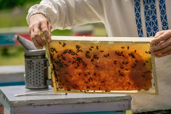 Χέρι του μελισσοκόμου συνεργάζεται με τις μέλισσες και τα μελίσσια για το μελισσοκομείο. Καρέ από μια κυψέλη μελισσών — Φωτογραφία Αρχείου