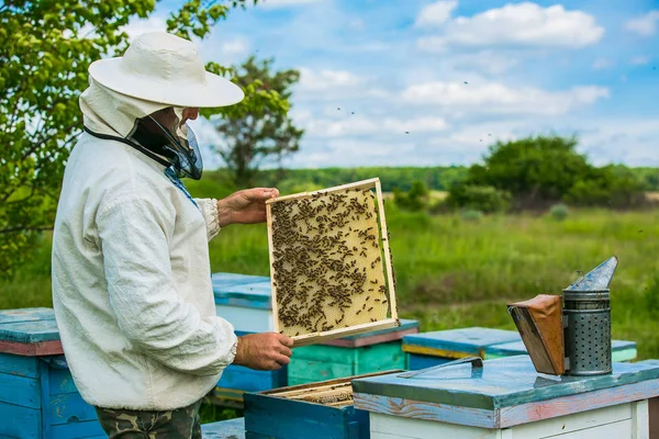 Ο μελισσοκόμος δουλεύει με μέλισσες και μελίσσια στο μελισσοκομείο. Πλαίσια κυψέλης μελισσών — Φωτογραφία Αρχείου