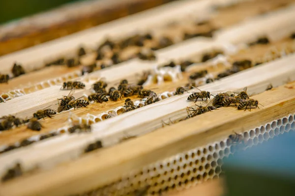 Закройте обзор работающим пчелам на медовых клетках. Рабочие пчелы на сотах. Пчелы на сотах — стоковое фото