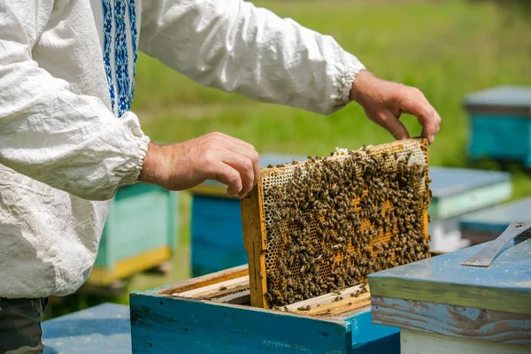 De hand van de imker werkt met bijen en bijenkorven op de bijenstal. Bijen op honingraten. Kaders van een bijenkorf — Stockfoto