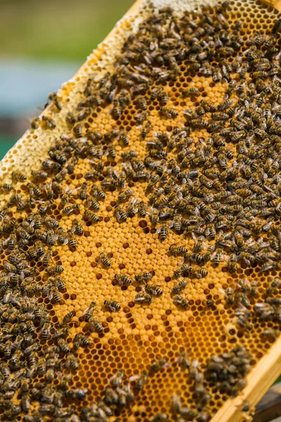 Vue rapprochée des abeilles qui travaillent sur les cellules de miel. Abeilles en nid d'abeille — Photo