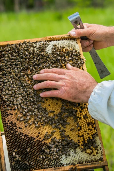 Apicultor inspeccionando el marco con panal lleno de abejas. Concepto Apiario. Abejas en panales —  Fotos de Stock