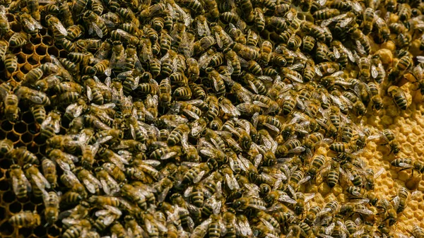 Крупним планом вид робочих бджіл на медових клітинах. Робочі бджоли на стільниці — стокове фото