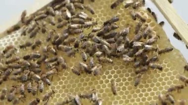 Bal peteği üzerinde çalışan arılar