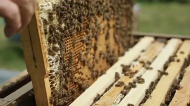 Bir adam bir kovandan bir petek alır