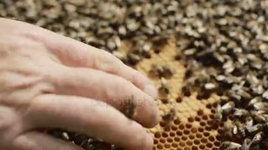 İnsan incelemek arı kovanı