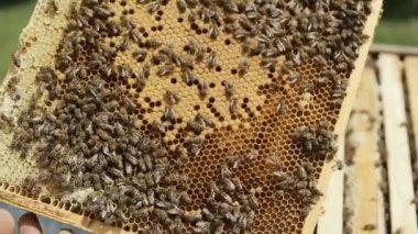 Petek el ile arıcı