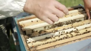 Bir adam bir kovandan bir petek alır