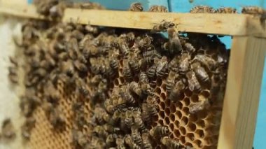 Çalışkan Arı kovandaki yakın çekim