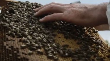 Çalışkan Arı kovandaki yakın çekim