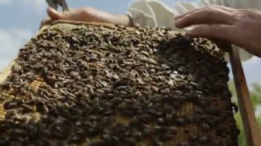 çalışkan arılar petek üzerinde