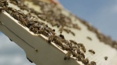 Çalışkan Arı kovandaki yakın çekim