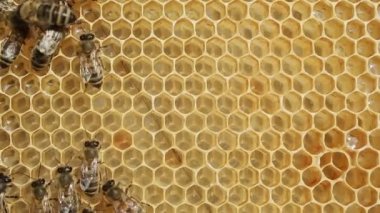 Kovanlar arasında arı kovanı, bir arıcı