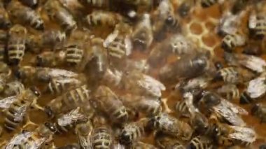 Arılara petek üzerinde çalışmak