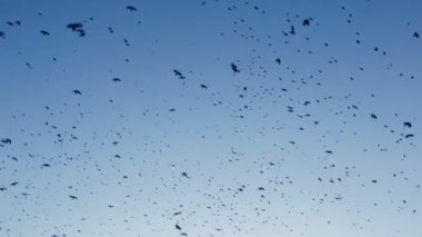 Mavi gökyüzü kargalar