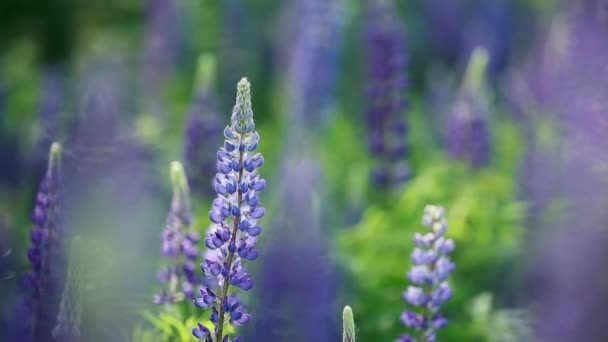 Lupine Field With Blue Flowers — Stock Video