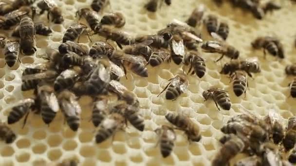 Трудолюбивые пчелы на сотах в Апиари — стоковое видео