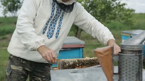 Mens onderzoeken een bijenkorf van bijen — Stockvideo