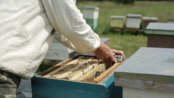 Пчеловод с ульями и сотовыми сотами — стоковое видео