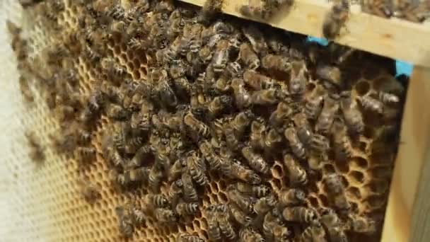 Hardwerkende bijen op de honingraat — Stockvideo
