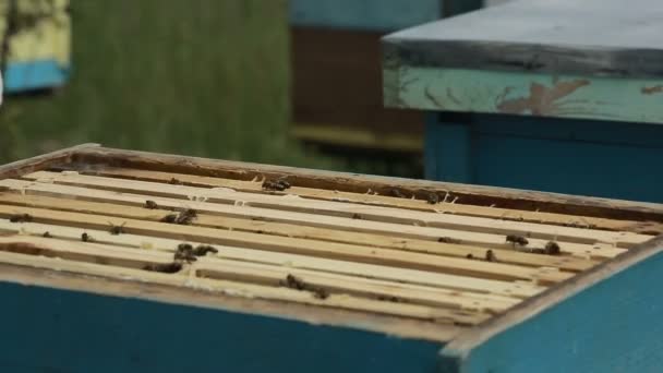 Apicultor en la colmena en un apio — Vídeo de stock