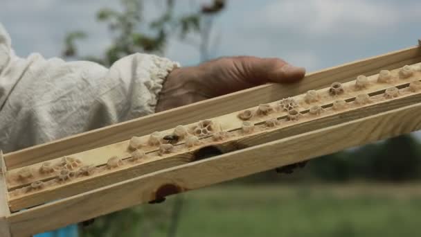 Imker am Imkerstand zwischen Bienenstöcken — Stockvideo