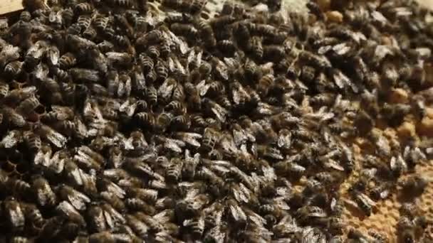 Detailní záběr v roj včel úl