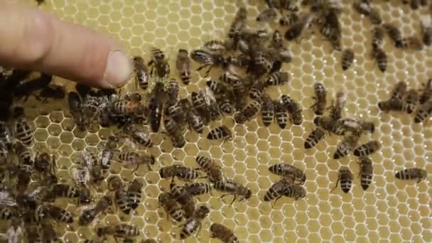 Primer plano de las abejas en un enjambre una colmena — Vídeo de stock