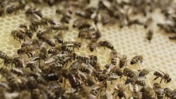 Abeilles de travail essaimant sur nid d'abeille — Video