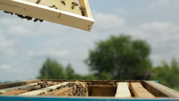 Fleißige Bienen auf der Wabe — Stockvideo