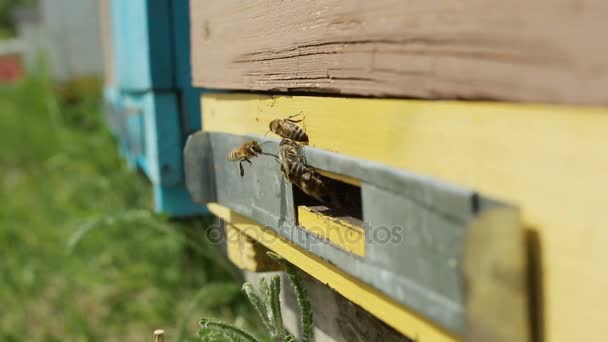 Las abejas en la entrada a la colmena durante — Vídeo de stock