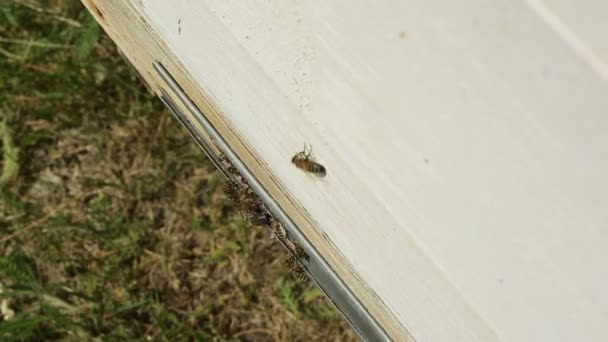 Las abejas en la entrada a la colmena durante — Vídeo de stock