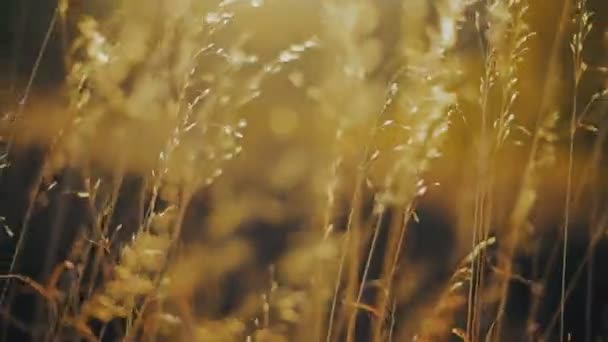 Paar genieten van de zonsondergang — Stockvideo