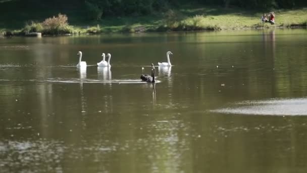 白色和黑色的天鹅在水上划船 — 图库视频影像