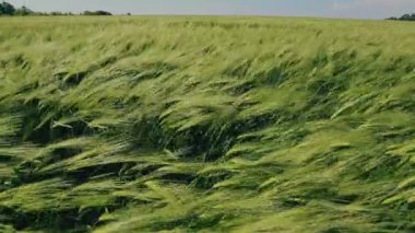 Genç buğday alanı