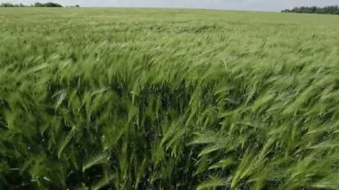 Tarlada yeşil buğday