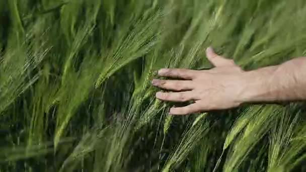Mano y trigo verde — Vídeo de stock