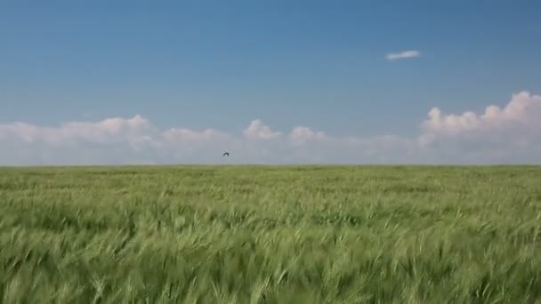Пшеница растет на поле — стоковое видео