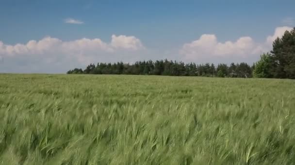 Campo de trigo en verano — Vídeo de stock