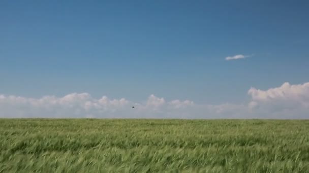 Зеленая пшеница в поле — стоковое видео