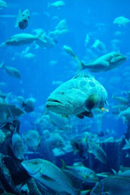 Bir akvaryum içinde yüzme egzotik deniz hayvanları.