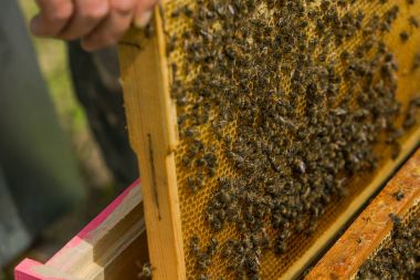 Arıcı arı kovanı içinde. Çerçeve kovanı dışarı çeker. Arılar petek üzerinde. Bir kovandan bir petek alarak bir arıcı