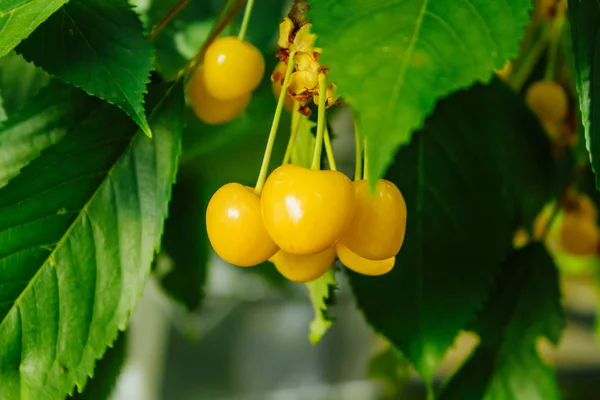 Bacche di ciliegia gialla su un ramo — Foto Stock