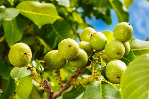 Πράσινα καρύδια σε ένα δέντρο. Πολλά καρύδια σε ένα δέντρο σε μια ηλιόλουστη ημέρα. — Φωτογραφία Αρχείου