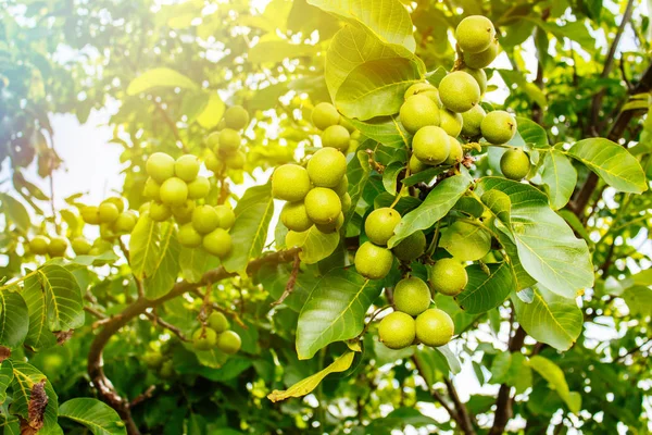 Albero di noce con frutti — Foto Stock