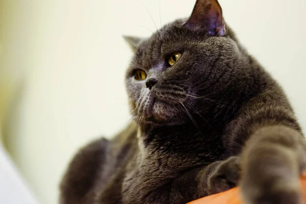 Hermoso retrato de un gato británico de color gris. El gato yace en la superficie —  Fotos de Stock